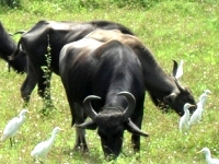 Peaceful Buffaloes Grazing - Welcome to Batticaloa