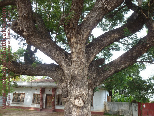 Koddamunai 27 - Visits & Activities - Welcome to Batticaloa