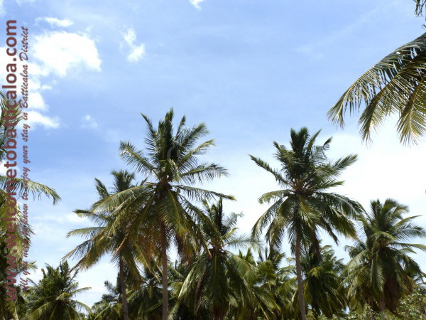 Passikudah & Kalkudah Beaches 24 - Visits & Activities - Welcome to Batticaloa
